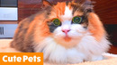 Cutest Dogs and Cats | Funny Pet Videos