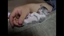 Самые смешные коты 2014 года не пропустите