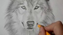 Как нарисовать волка