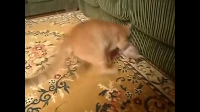 Кот vs пес