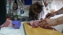 Смешные коты и кошки 2017. приколы с котами и другими животными