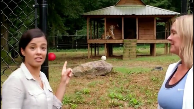 Azizbek Saidqulov – Odamzod va hayvonlar o’rtasidagi do’stlik