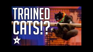 Дрессированные кошки на шоу талантов в Америке
