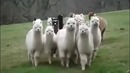 Best Funny Animal Videos Compilation 2014