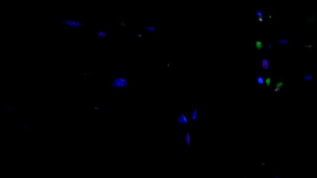 Mcr battl чехов 5 раунд