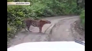 Тигрица – меломанка
