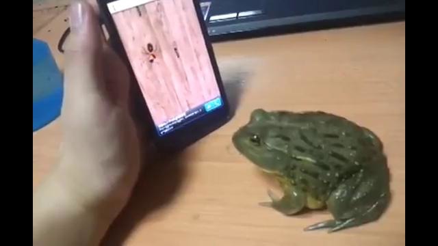 Жаба играет в IPHONE