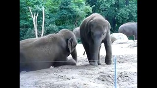 Маленькому слоненку очень хочется поиграть