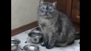 Самый милый попрошайка