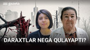 «Shahar yashilligi yomon ahvolda». Toshkentda daraxtlar sinib yiqilyapti, nega? | GAZETA