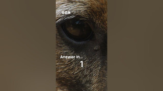 Can you tell who this furry face belongs to? | Dogs in the Wild | BBC Earth