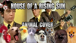 House of a rising sun but it’s literally (the) animals