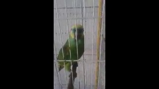 Попугай поёт песню Rihanna – Monster
