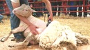 Удивительное видео для поднятия настроения со всего мира – 13