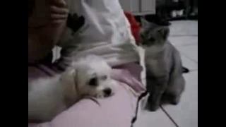 Вредный кот докопался до щенка =))