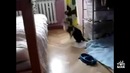 Неудачные прыжки кошек