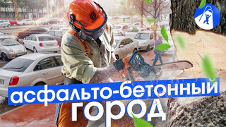Ташкент: опасные дороги, забытые уроки озеленения, запреты и остатки модернизма
