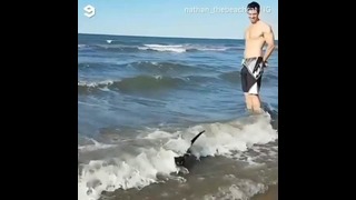 Не все коты боятся воды. Этот – обожает море