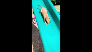Cute Puppy Goes Down Slide #shorts