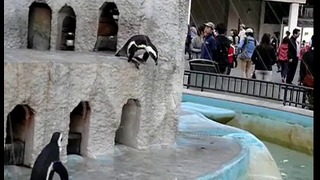 Смешной прыжок пингвина в зоопарке