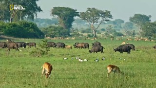 Nat Geo Wild: Дикая Уганда