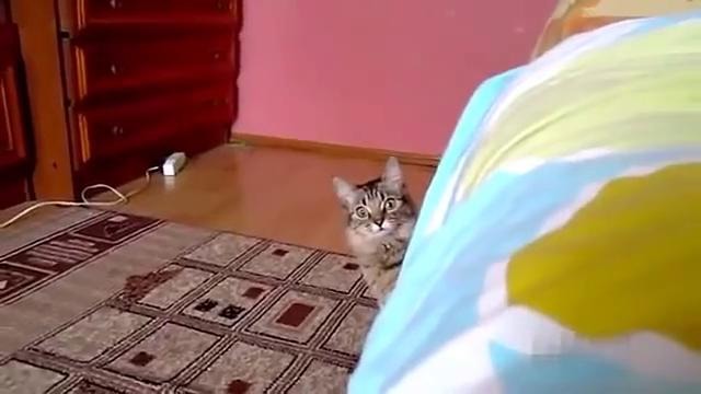 Угрожающий кот
