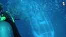 10 удивительных Моментов, Снятых Дайверами На Камеру