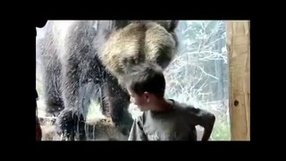 Bear tries to hit kid through glass at Colorado Springs Zoo