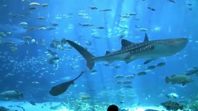 Largest aquarium tank in the world – world’s largest aquarium