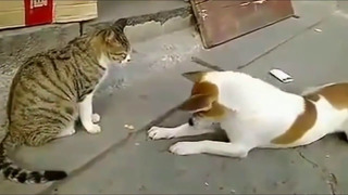 Never anger dogs and cats #3