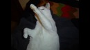 Meow Meow I’m a Kitty Cat