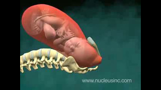 YouTube – 3D Medical Animation of Normal Vaginal Birth Child