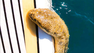 Venomous Sea Snake attacks my Paddle Board #Shorts