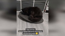 Funny animals – Funny cats / dogs – Funny animal videos 281