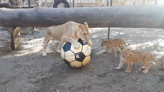 Львы барнаульского зоопарка играют в футбол