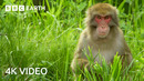 Shiba Inu Dog vs Thieving Monkeys in Japan | 4K UHD | Wild Japan | BBC Earth