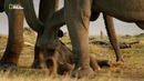 Nat Geo Wild: Дикие места Африки. Рожденные выживать
