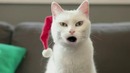 Джинглбенз от котэ