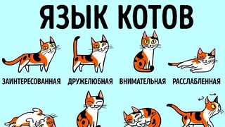 Как научиться лучше понимать свою кошку часть 2