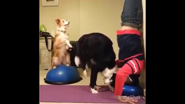 Собака делает стойку вместе с хозяином