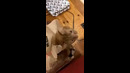 Paper Bag Cat #shorts