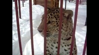 Фотограф достал леопарда в зоопарке
