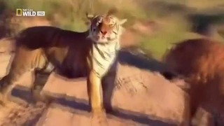 Версус тигра! самые эпичные битвы дикой кошки