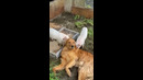 Pigs Lick Golden Retriever #shorts