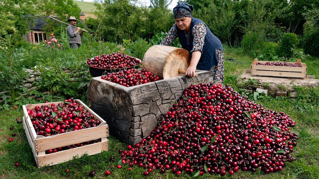 Cherry Harvest Season – Preserving Summer for Winter