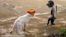 Пародии на кота-кобру