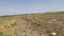 Узбекский арбуз — никакой химии, только солнце и земля