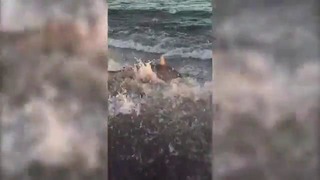 Акула атакует пойманную рыбу