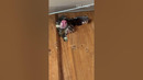 Did that possum pass a credit check before moving in