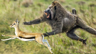 Эти обезьяны Охотятся даже на Копытных! Павианы – Агрессивные бандиты Африки